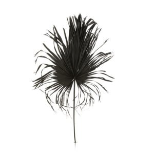 Feuille [palmier] noir déco